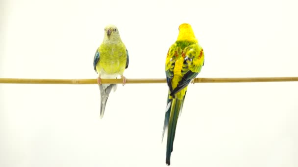 Loros Haematonotus Psephotus Cantan Aislados Pantalla Blanca Sonido — Vídeo de stock