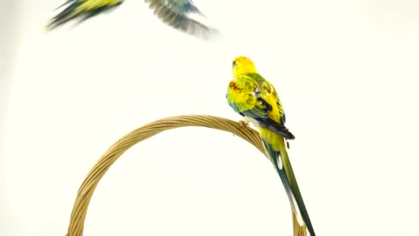 Loros Haematonotus Psephotus Cantan Aislados Pantalla Blanca Sonido — Vídeo de stock