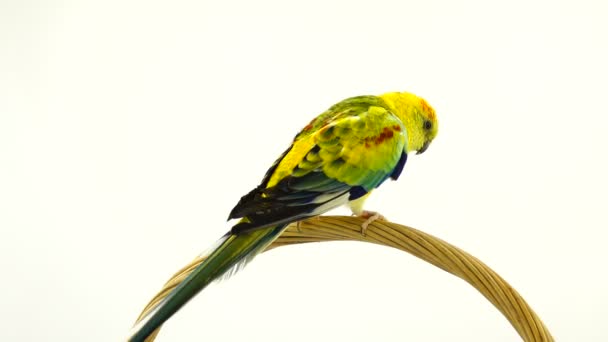 Papugi Haematonotus Psephotus Białym Tle Biały Ekran — Wideo stockowe