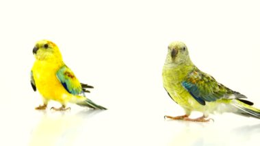 iki papağan (haematonotus psephotus) beyaz ekranda izole