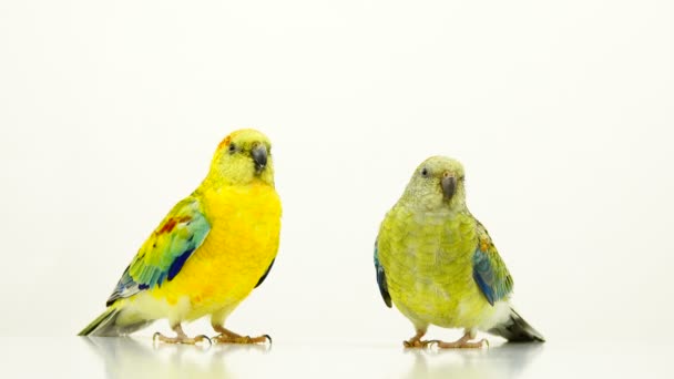 Loros Haematonotus Psephotus Cantan Aislados Pantalla Blanca — Vídeo de stock