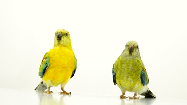 Papageien Haematonotus Psephotus Singen Isoliert Auf Weißem Bildschirm — Stockvideo