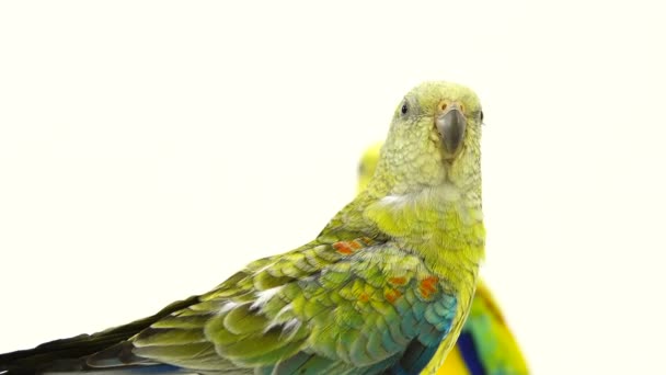 Παπαγάλοι Haematonotus Psephotus Τραγουδούν Απομονωμένη Στη Λευκή Οθόνη — Αρχείο Βίντεο