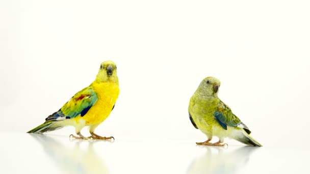 Loros Haematonotus Psephotus Cantan Aislados Pantalla Blanca — Vídeo de stock