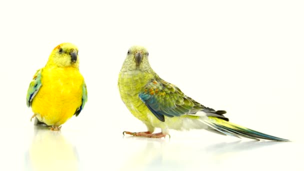 Twee Papegaaien Haematonotus Psephotus Geïsoleerd Wit Scherm — Stockvideo