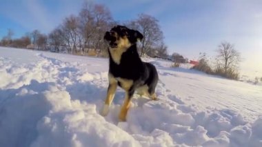 karda yürüme köpek yavrusu