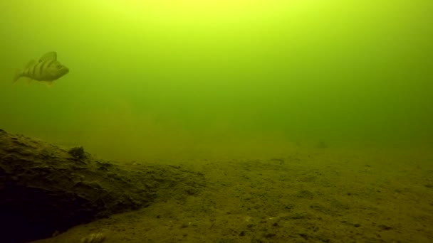 スズキは水面下 メートルの深さに沿って泳ぐ — ストック動画