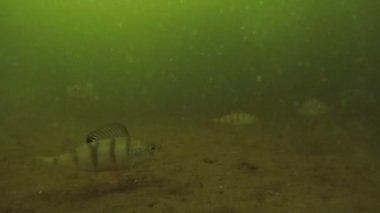 çok çamurlu suda yaşayan balık levrek