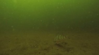 çok çamurlu suda yaşayan balık levrek