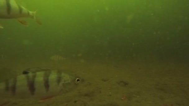 Okoń Ryb Żyjących Bardzo Błotnistej Wody — Wideo stockowe