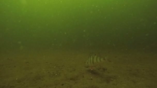 非常に泥だらけの水に住む魚スズキ — ストック動画