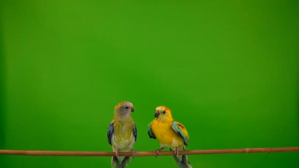 Deux Perroquets Volumineux Sur Écran Vert Mouvement Lent — Video