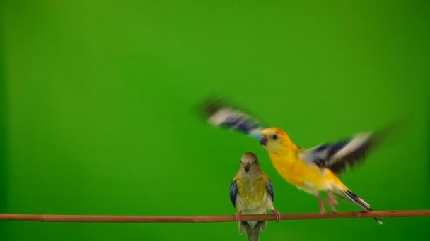 Yeşil Bir Ekran Üzerinde Yükselen Iki Papağan Ağır Çekim — Stok video