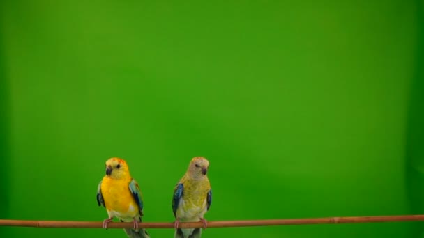 Два Парящих Попугая Зеленом Экране Медленное Движение — стоковое видео