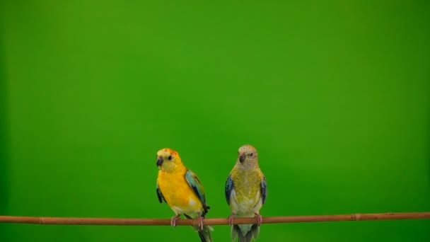 Dva Papoušci Stoupající Zelené Obrazovce Zpomalený Pohyb — Stock video