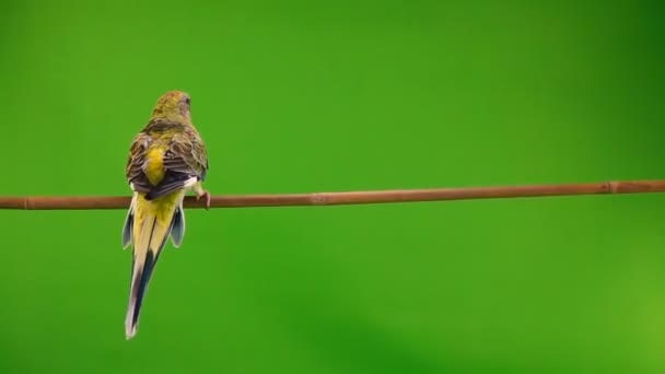 Dos Loros Volando Una Pantalla Verde Movimiento Lento — Vídeo de stock