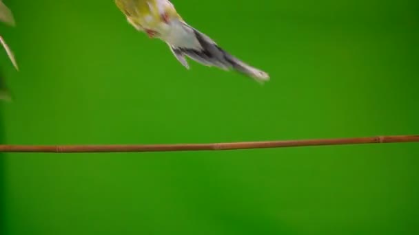 Twee Stijgende Papegaaien Een Groen Scherm Slow Motion — Stockvideo