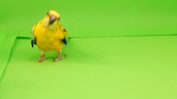 Papağan Çalıştıran Yol Boyunca Kameraya Üzerinde Yeşil Bir Ekran — Stok video