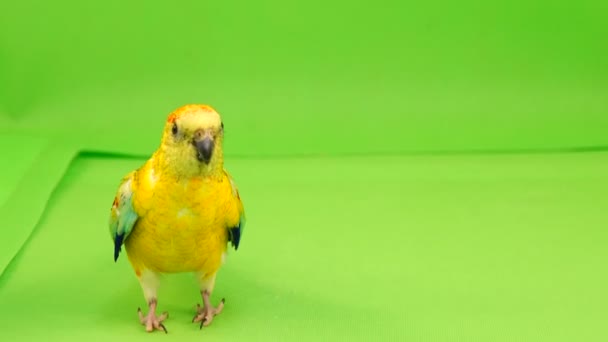 鹦鹉沿着绿色屏幕上的路径跑到相机 — 图库视频影像