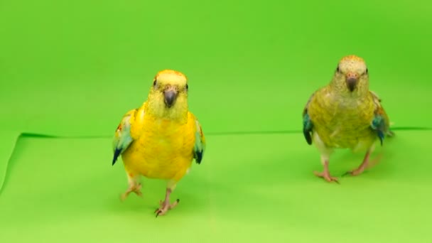 Papoušky Vede Podél Cesty Fotoaparátu Zelené Obrazovce — Stock video