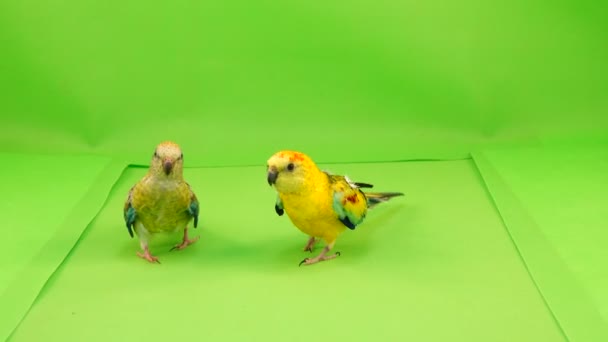 Papageien Laufen Auf Einem Grünen Bildschirm Den Weg Zur Kamera — Stockvideo