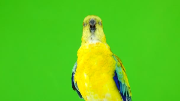 Férfi Papagáj Haematonotus Psephotus Énekelni Elszigetelt Zöld Képernyő Hang — Stock videók