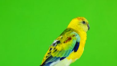 Erkek papağan (haematonotus psephotus) izole üzerinde yeşil ekran şarkı. Ses