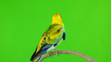 Erkek papağan (haematonotus psephotus) izole üzerinde yeşil ekran şarkı. Ses