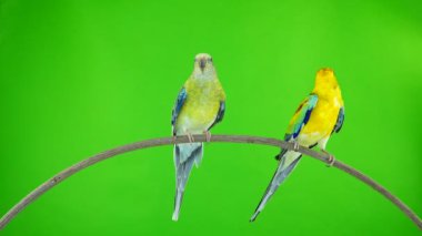 papağan (haematonotus psephotus) izole üzerinde yeşil ekran şarkı. Ses