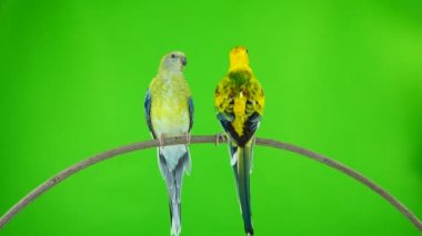 papağan (haematonotus psephotus) izole üzerinde yeşil ekran şarkı. Ses