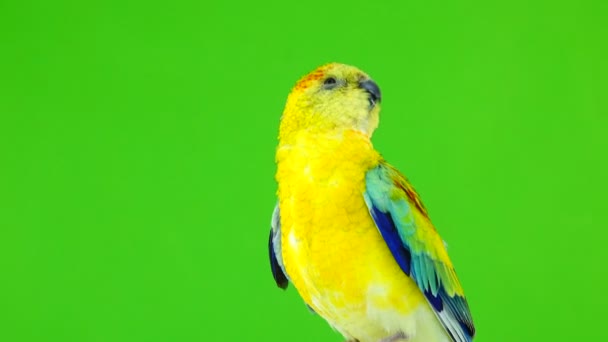 Erkek Papağan Haematonotus Psephotus Izole Üzerinde Yeşil Ekran Şarkı Ses — Stok video