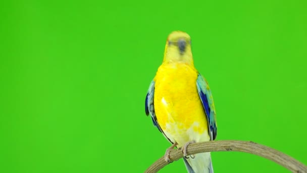 Manliga Papegoja Haematonotus Psephotus Sjunga Isolerade Grön Skärm Ljud — Stockvideo