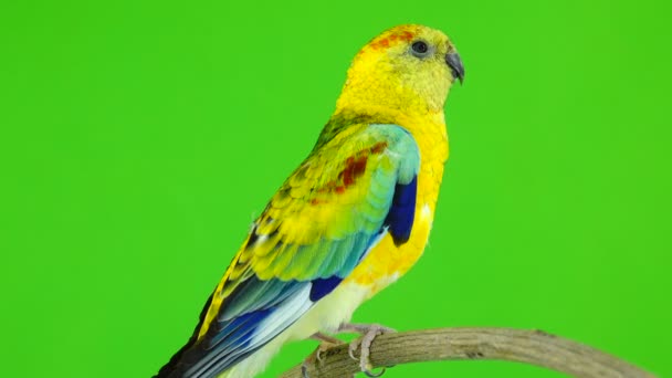 Чоловічий Папуга Haematonotus Psephotus Співати Ізольовані Зелений Екран Звук — стокове відео