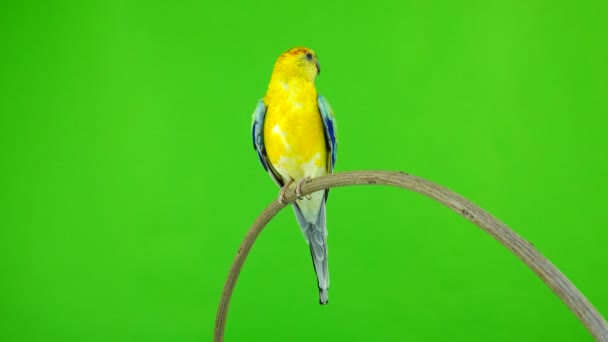Samec Papouška Haematonotus Psephotus Zpívat Izolované Zelené Obrazovce Zvuk — Stock video