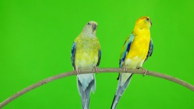 papağan (haematonotus psephotus) izole üzerinde yeşil ekran şarkı. Ses