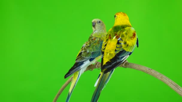 鹦鹉在绿色的屏幕上唱歌 — 图库视频影像