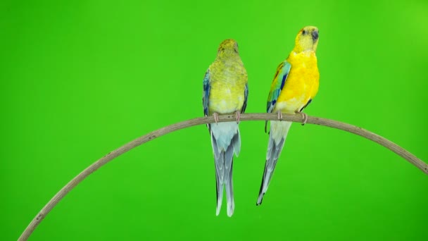 Papegaaien Haematonotus Psephotus Zingen Geïsoleerd Groen Scherm Geluid — Stockvideo