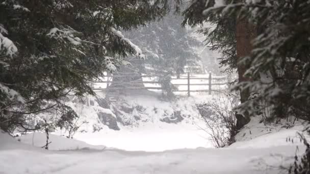 森に雪が降る スローモーション — ストック動画