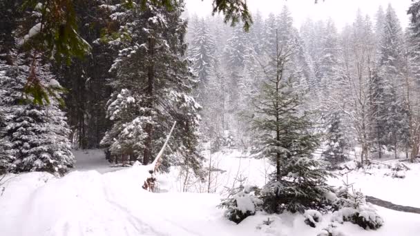 Neve Che Cade Nella Foresta Rallentatore — Video Stock