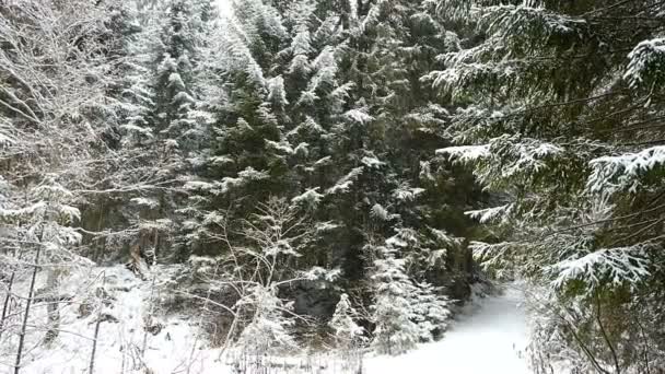 Nieve Cayendo Bosque — Vídeos de Stock