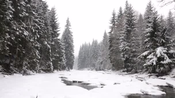 小河和在森林中飘落的雪 — 图库视频影像