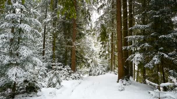 Fallande Snö Skogen — Stockvideo