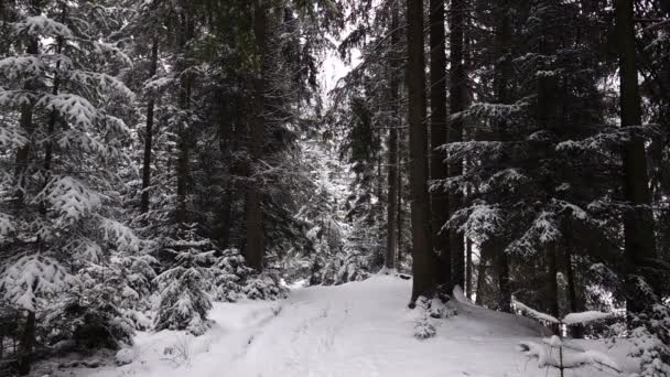 Fallande Snö Skogen Slowmotion — Stockvideo