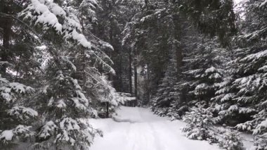 Ormanda düşen kar. ağır çekim