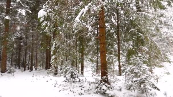 Fallande Snö Skogen Slowmotion Panorama — Stockvideo