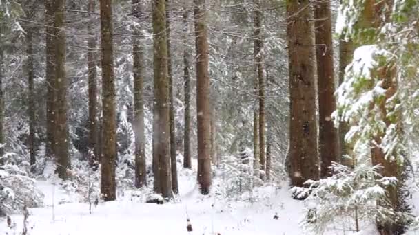 Neve Che Cade Nella Foresta Rallentatore Panorama — Video Stock