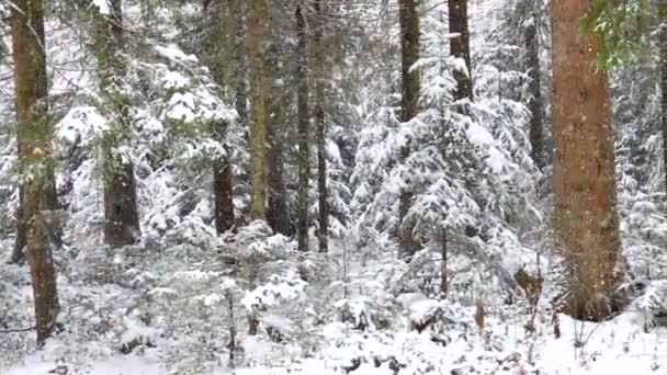 Neve Che Cade Nella Foresta Rallentatore Panorama — Video Stock