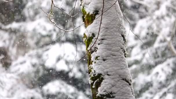 Ormanda Düşen Kar Ağır Çekim — Stok video