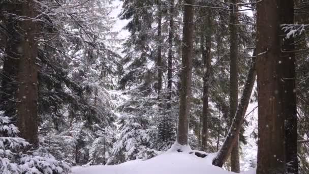 Падающий Снег Лесу Замедленное Движение — стоковое видео