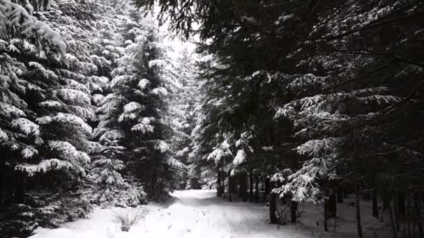 Fallande Snö Skogen Slowmotion — Stockvideo